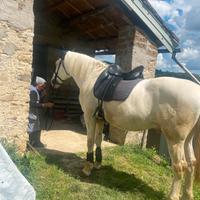 Cavallo Albino spagnolo cruzado
