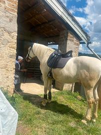 Cavallo Albino spagnolo cruzado