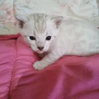 Bengal SnowLynx Cucciola