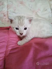 Bengal SnowLynx Cucciola