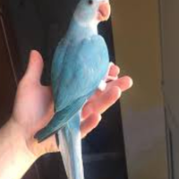 Parrocchetto dal collare