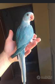 Parrocchetto dal collare