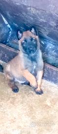 Cucciolo maschio di pastore belga malinois