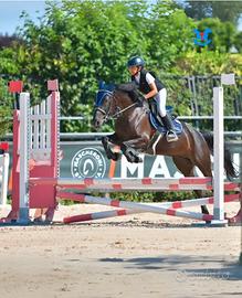 Pony francese