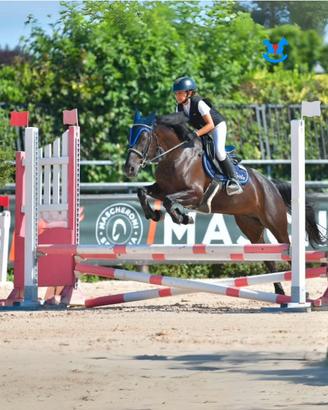 Pony francese