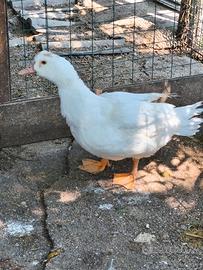 Anatra razza francese