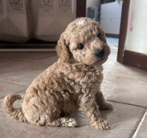 Barboncino taglia piccola