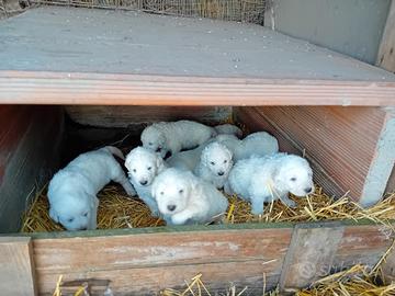 Meravigliosi cucciolo pastore abbruzzese