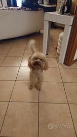 Barboncino per accoppiamenti