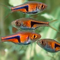 Rasbora Heteromorpha