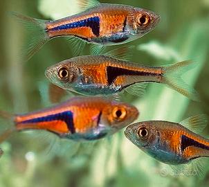Rasbora Heteromorpha