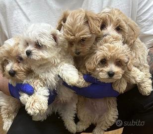 Cuccioli di maltipoo