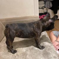 Buldog francese femmina bringee