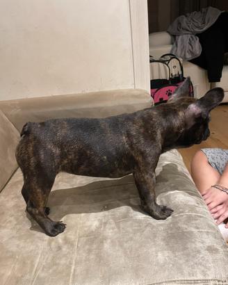 Buldog francese femmina bringee