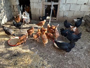 Galline