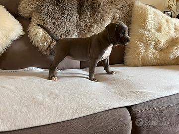 Cuccioli Amstaf