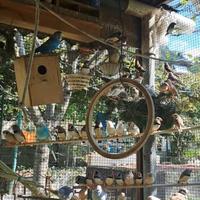 Diamantini mandarini