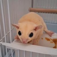 Petauri dello zucchero albini