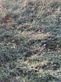Erba medica
