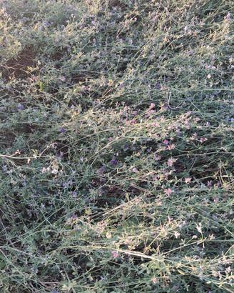 Erba medica