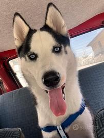 Ice siberian Husky maschio pronto per monta