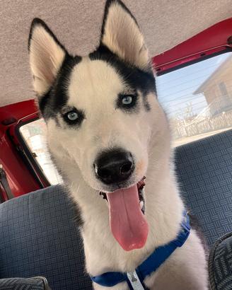 Ice siberian Husky maschio pronto per monta