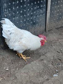 Gallo pesante