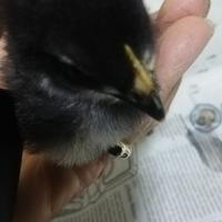 Kalopsite e pulcino da compagnia