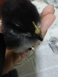 Kalopsite e pulcino da compagnia