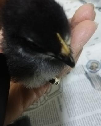 Kalopsite e pulcino da compagnia