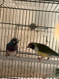 Diamanti di gould
