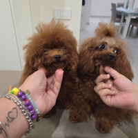 Tea cup per monta 18cm