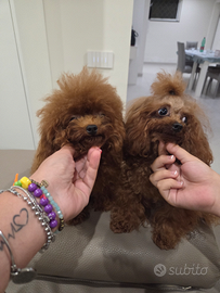 Tea cup per monta 18cm