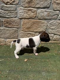 Pincher jack russel