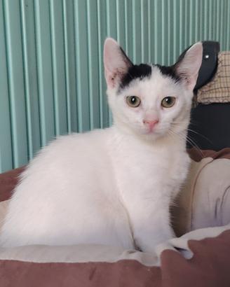 Bianca gattina 3 mesi