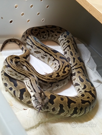 Moluro Pitone Bivittatus Maschio