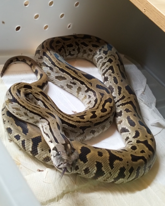 Moluro Pitone Bivittatus Maschio