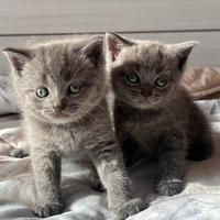 Gattini Scottish straight