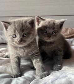 Gattini Scottish straight