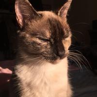 Siamese Tortie Point