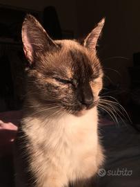 Siamese Tortie Point