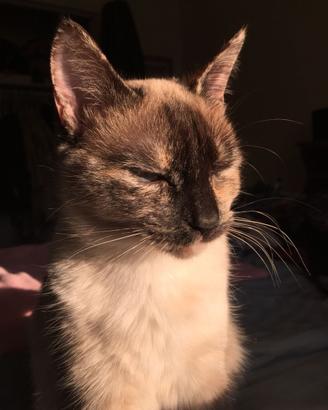 Siamese Tortie Point