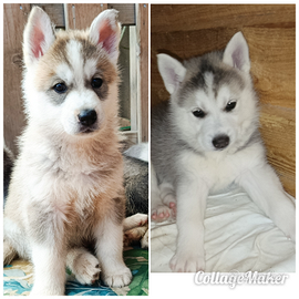 Cuccioli Disponibili