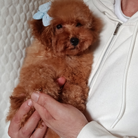 Barboncino toy fulvo con pedigree ENCI