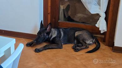 Cane pastore belga