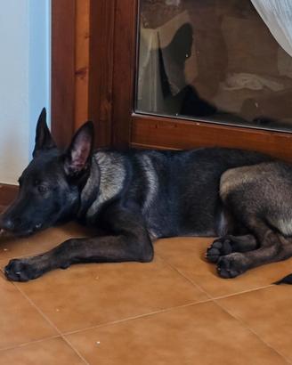 Cane pastore belga