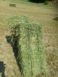 Fieno erba medica