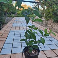 pianta di ligustro x siepe