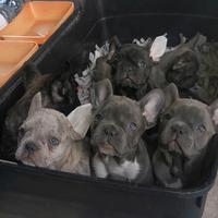 Cuccioli di bulldog francese