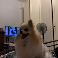 Volpino maschio per accoppiamento